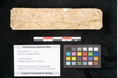 Foto (Objekt + Etikett) von Cyperites hoettingensis Palla (NHMW-GEO-2024-0188-11601)